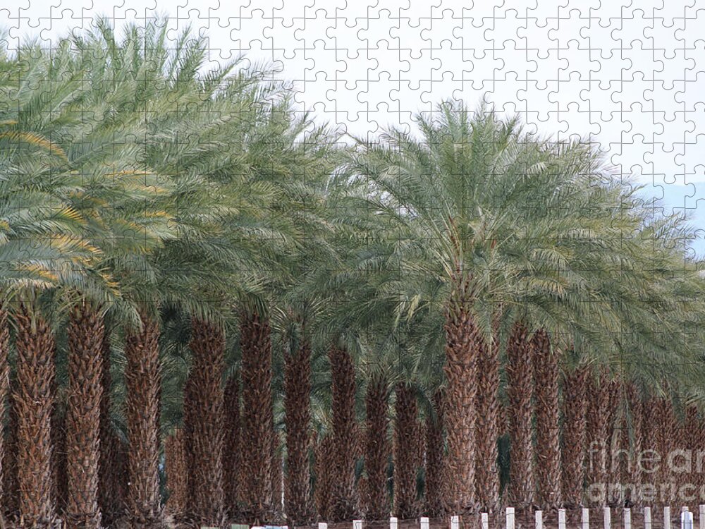 Evergreen Jigsaw Puzzle featuring the photograph Date Palms Near Mecca California 3 by Colleen Cornelius