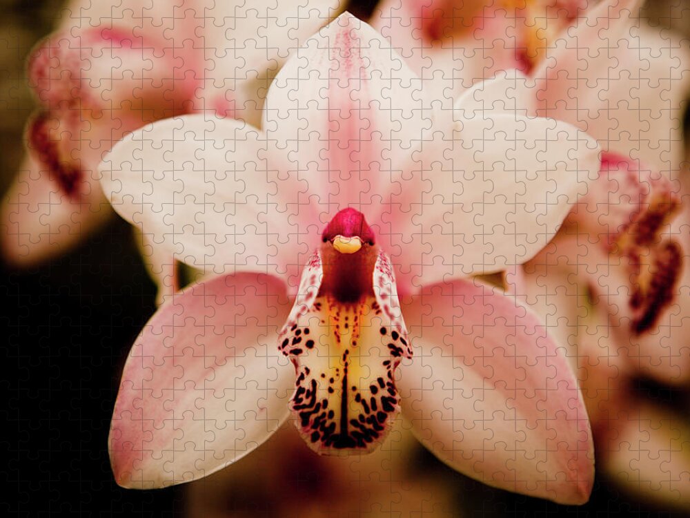 Natural Pattern Jigsaw Puzzle featuring the photograph Deep Cut Orchid by Dan Pfeffer
