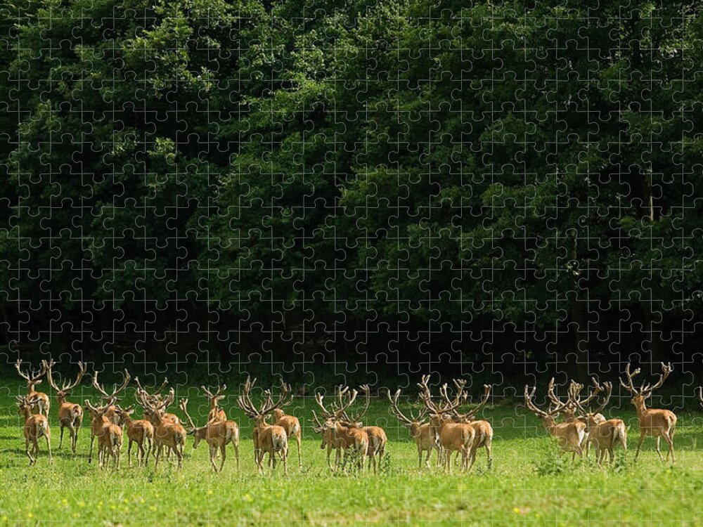 Grass Jigsaw Puzzle featuring the photograph Deers In A Forest In Hungary by Pal Teravagimov Photography