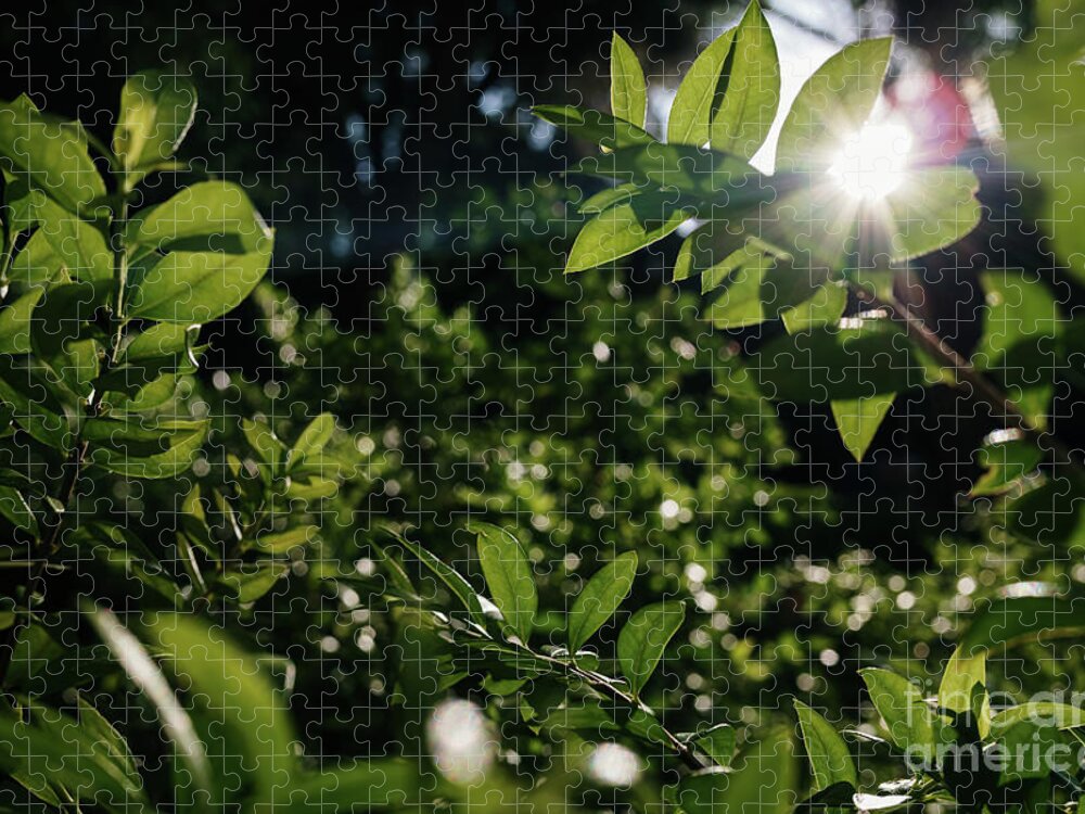 Abstract Jigsaw Puzzle featuring the photograph Dense foliage of green leaves illuminated by the sun, background by Joaquin Corbalan
