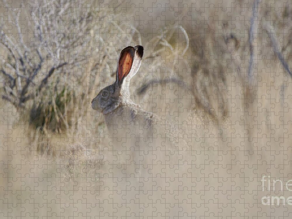 Desert Rabbit Jigsaw Puzzle featuring the photograph Desert Bunny by Robert WK Clark