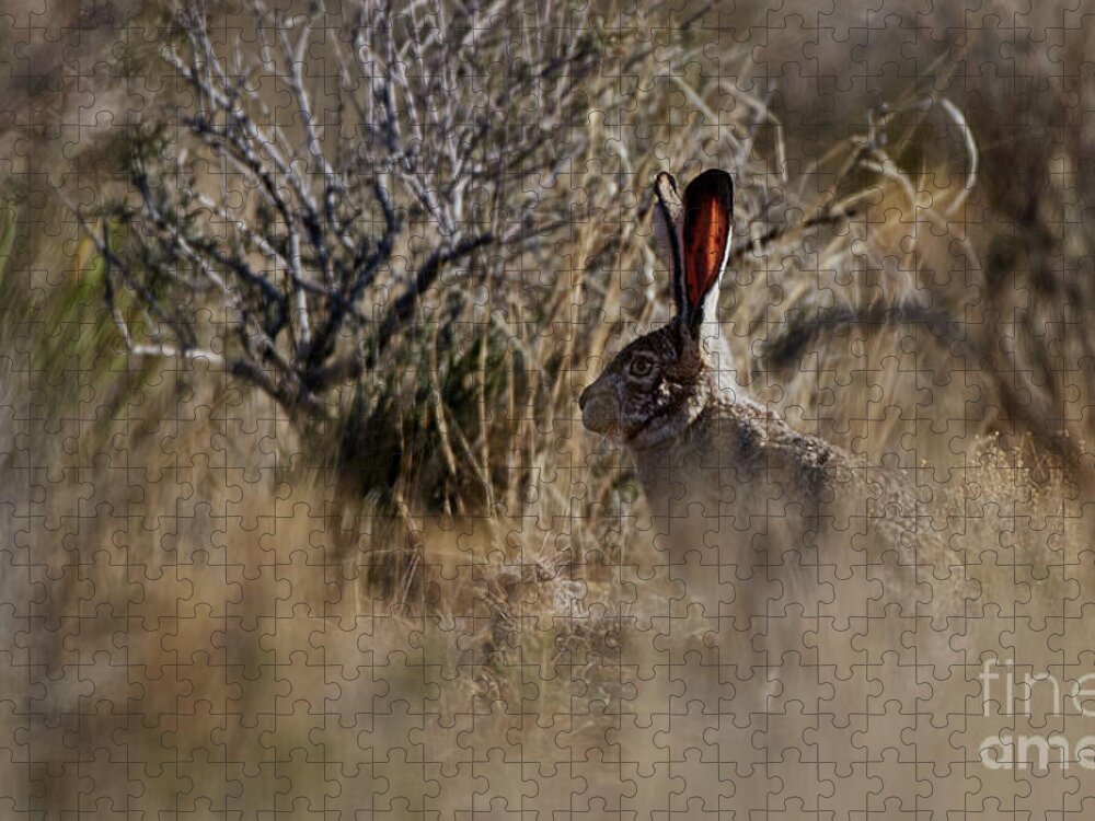 Desert Rabbit Jigsaw Puzzle featuring the photograph Desert Rabbit by Robert WK Clark