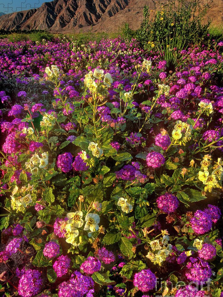 Dave Welling Jigsaw Puzzle featuring the photograph Desert Sand Verbena and Brown-eyed Primrose Below the Coyote Mountains California by Dave Welling