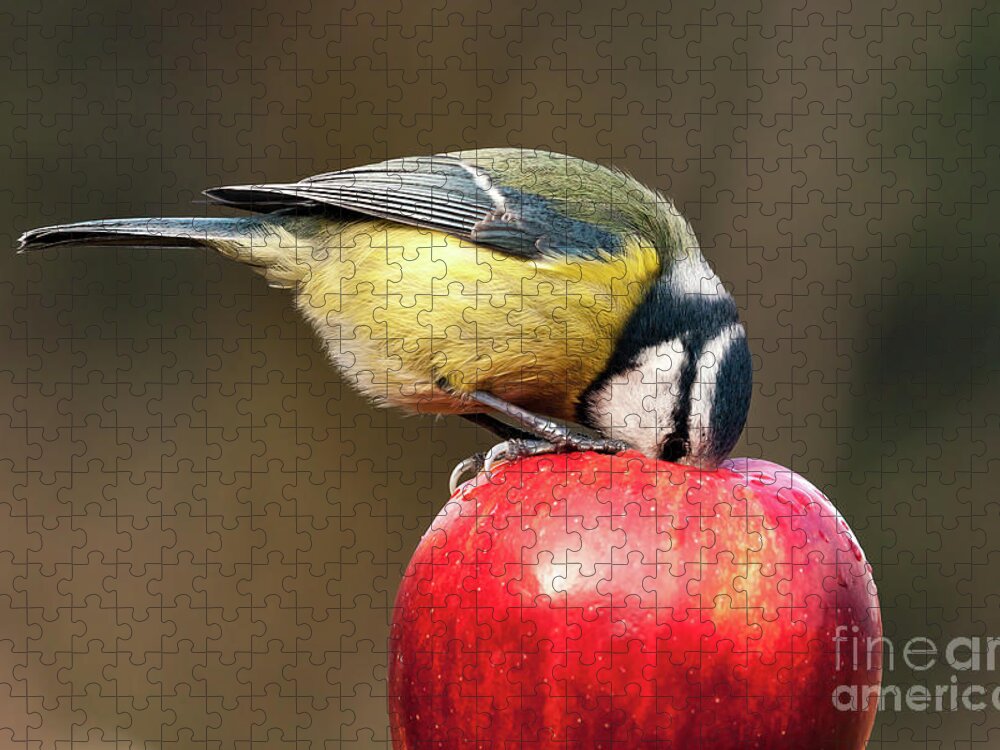 Britain Jigsaw Puzzle featuring the photograph Detailed blue tit with beak inside a red apple by Simon Bratt