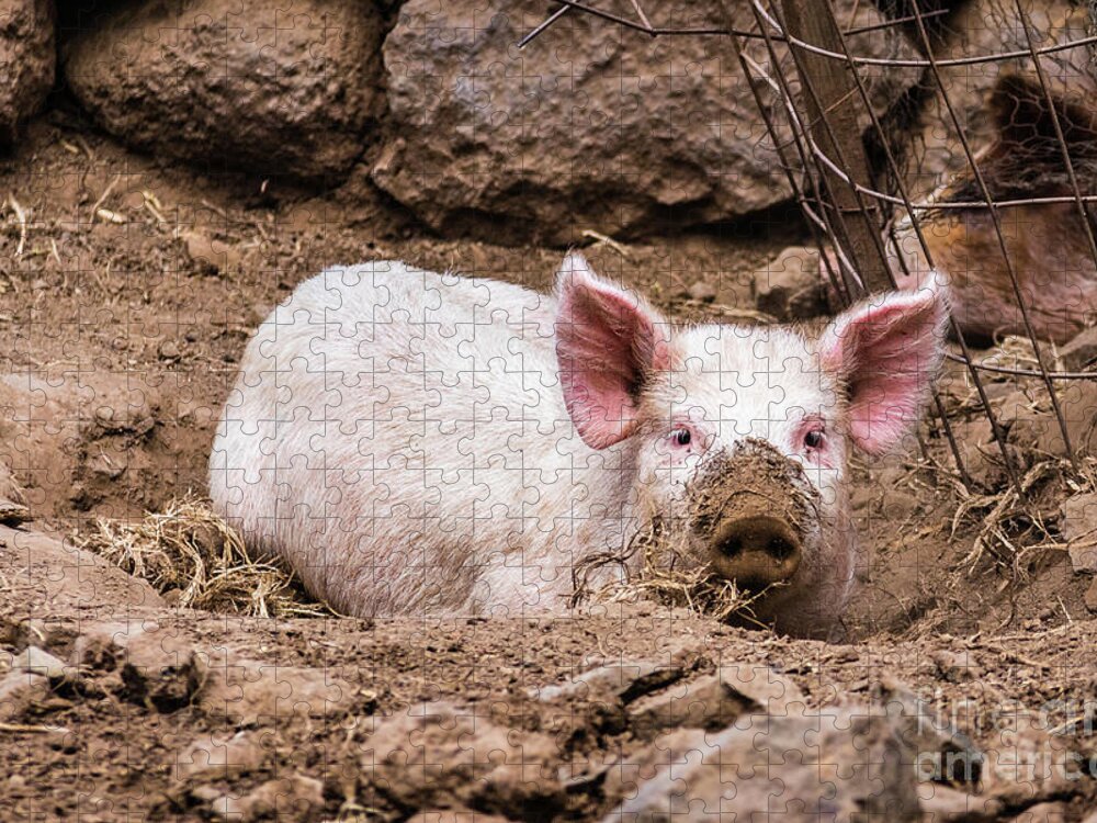 Pig Jigsaw Puzzle featuring the photograph Do you still see me... pig with muddy snout by Lyl Dil Creations