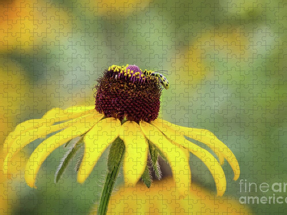 Black Eyed Susan Jigsaw Puzzle featuring the photograph Don't Bug Me by Sharon McConnell