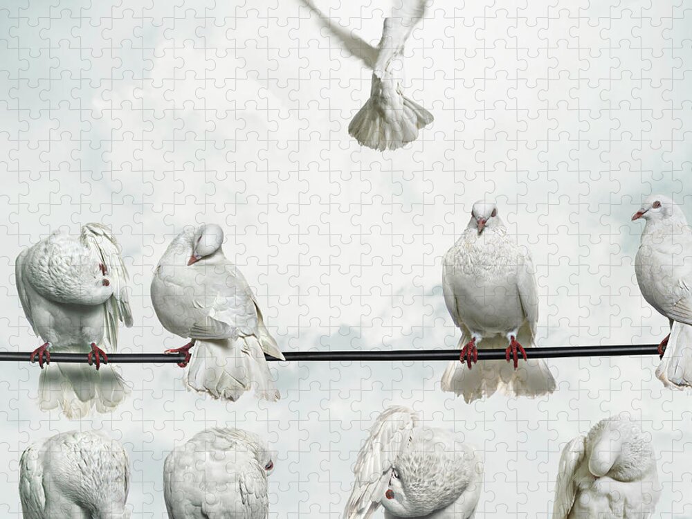 Outdoors Jigsaw Puzzle featuring the photograph Doves Perched On Wires, One Flying Away by Gandee Vasan