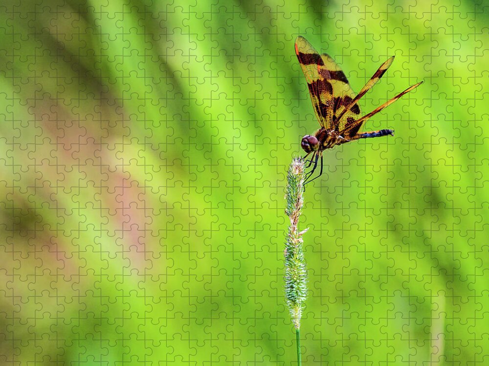 Animal Jigsaw Puzzle featuring the photograph Nature Photography - Dragonfly by Amelia Pearn