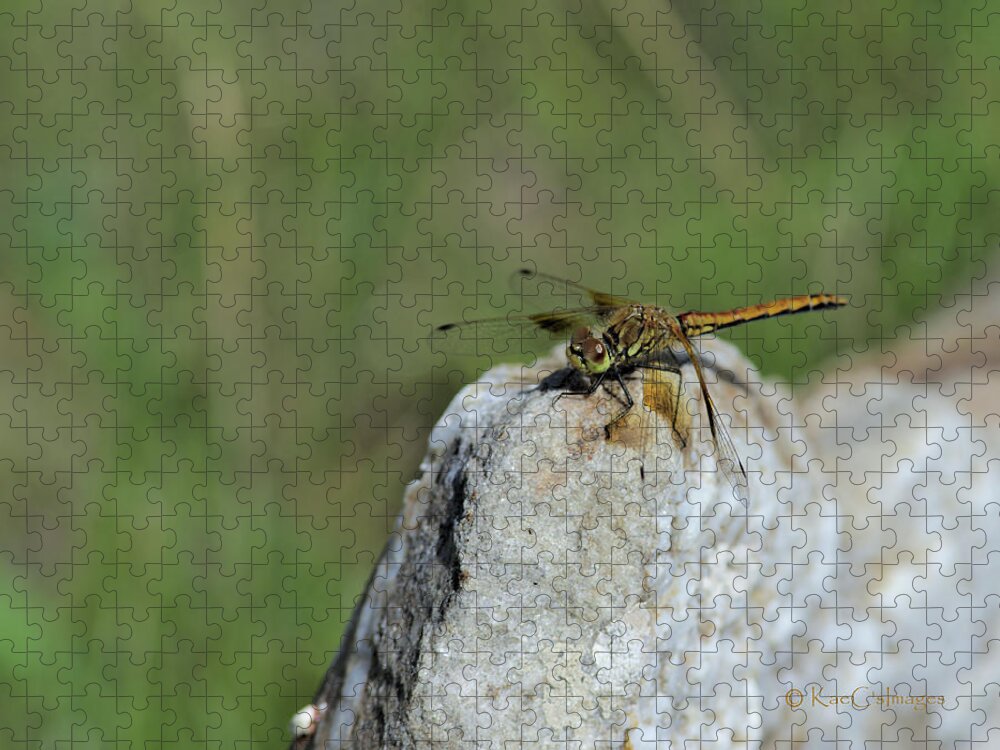 Dragonfly Jigsaw Puzzle featuring the photograph Dragonfly on Rock by Kae Cheatham