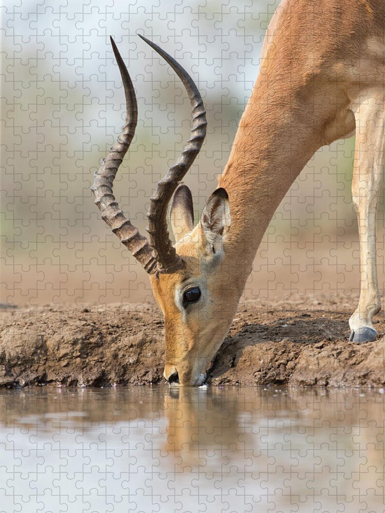 Suzi Eszterhas Jigsaw Puzzle featuring the photograph Drinking Impala Buck by Suzi Eszterhas