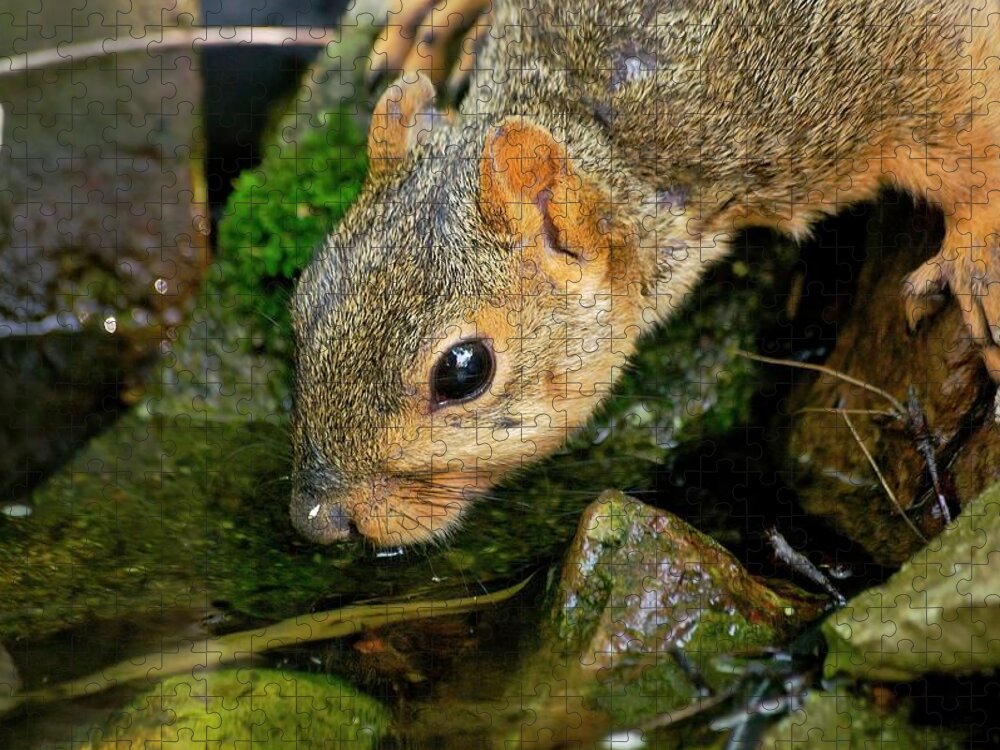 Fox Squirrel Jigsaw Puzzle featuring the photograph Drinking Squirrel 2 by Don Northup