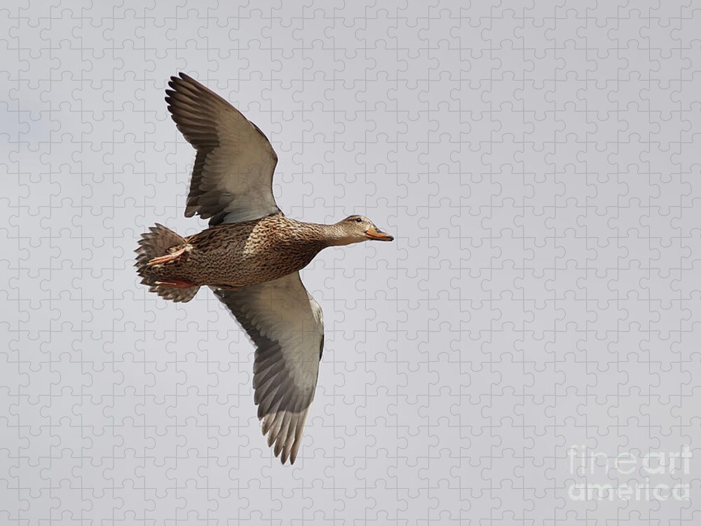 Ducks Jigsaw Puzzle featuring the photograph Duck In-Flight by Robert WK Clark