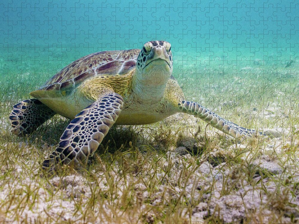 Turtle Jigsaw Puzzle featuring the photograph Dude by Lynne Browne