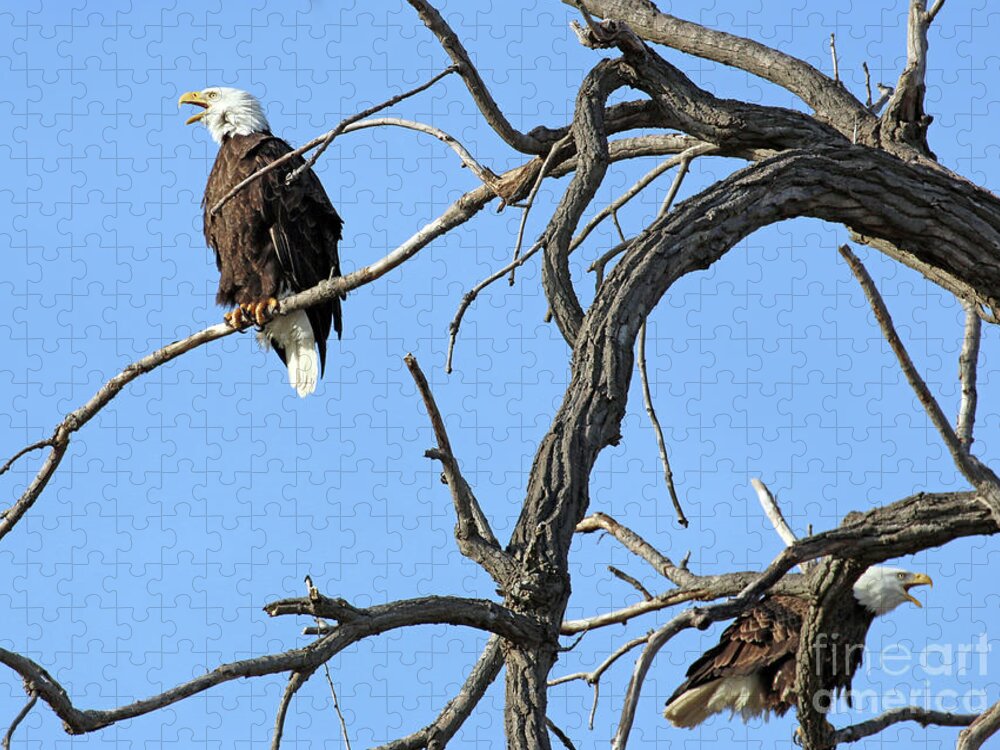 Bald Eagles Jigsaw Puzzle featuring the photograph Eagles Squawking at Each Other 7318 by Jack Schultz