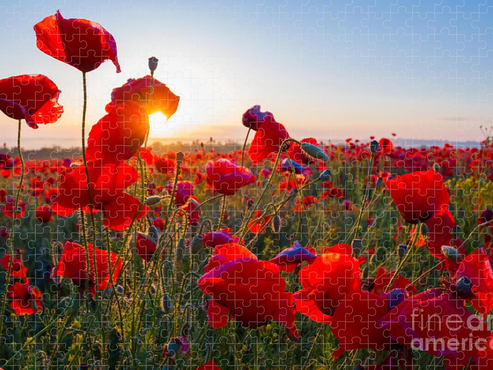 Sparkle Jigsaw Puzzle featuring the photograph Early Morning Red Poppy Field Scene by Yuriy Kulik