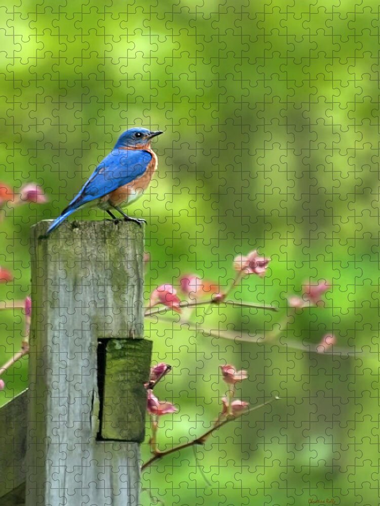 Bluebird Jigsaw Puzzle featuring the photograph Eastern Bluebird by Christina Rollo