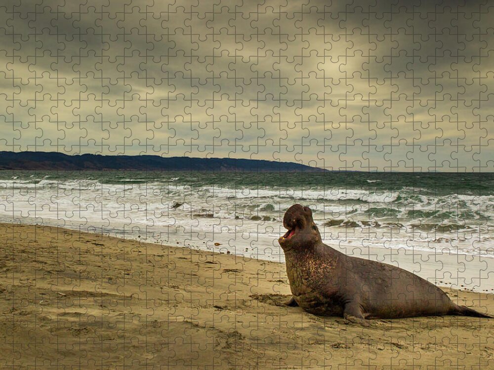 Sebastian Kennerknecht Jigsaw Puzzle featuring the photograph Elephant Seal Displaying, Point Reyes by Sebastian Kennerknecht