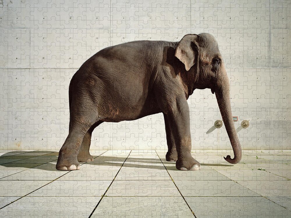 Shadow Jigsaw Puzzle featuring the photograph Elephant Standing Infront Of Cement Wall by Matthias Clamer