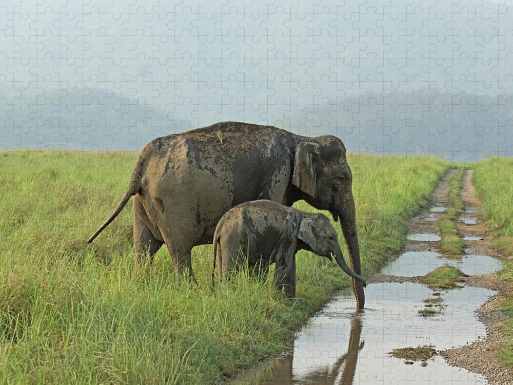 Grass Jigsaw Puzzle featuring the photograph Elephants by Santanu Nandy