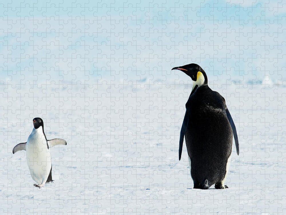 Emperor Penguin Jigsaw Puzzle featuring the photograph Emperor And Adélie Penguins, Antarctica by Ben Cranke