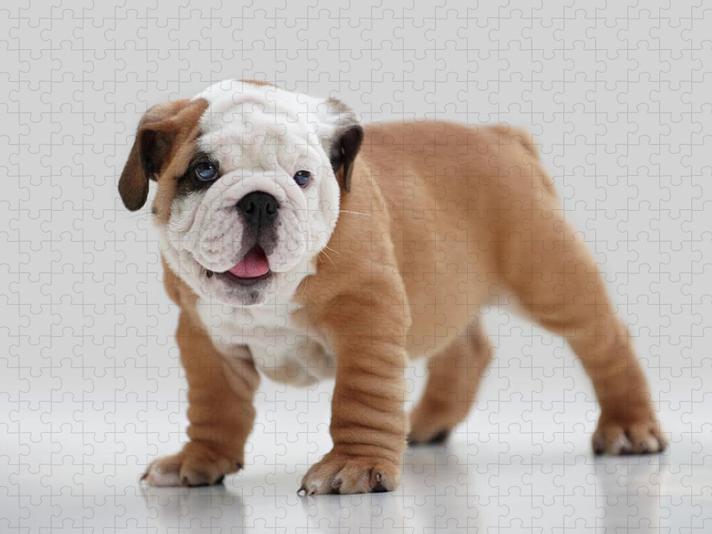 Pets Jigsaw Puzzle featuring the photograph English Bulldog Puppy by Lwa