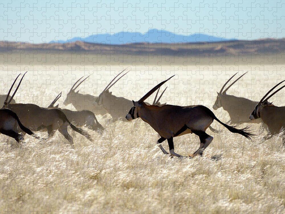 Grass Jigsaw Puzzle featuring the photograph Escaping Oryx Herd by Wolfgang steiner