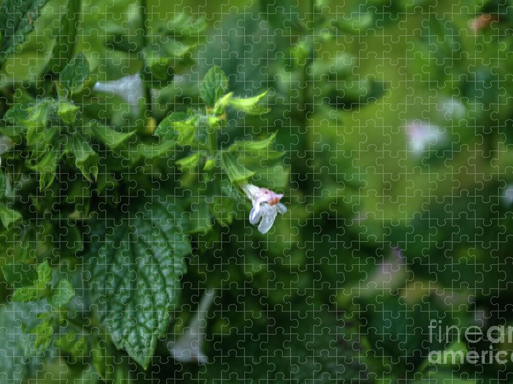 Michelle Meenawong Jigsaw Puzzle featuring the photograph Euphrasia by Michelle Meenawong