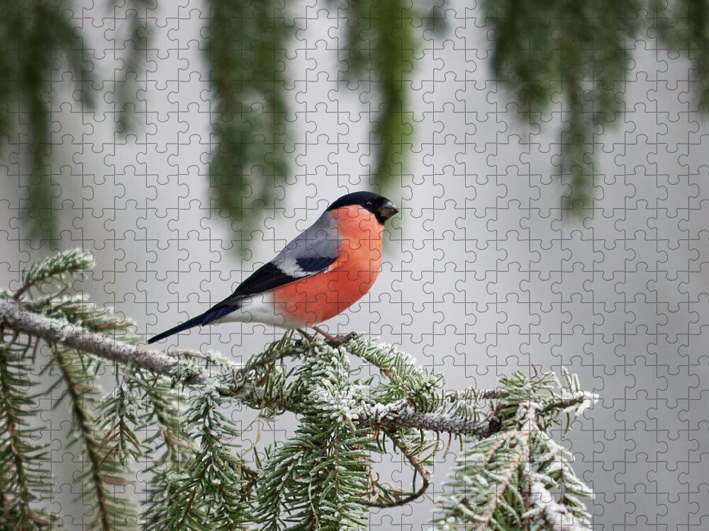 Lehtokukka Jigsaw Puzzle featuring the photograph Eurasian bullfinch when the winter comes by Jouko Lehto
