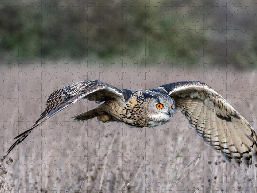 Owl Jigsaw Puzzle featuring the photograph Eurasian Eagle Owl in flight by Mark Hunter