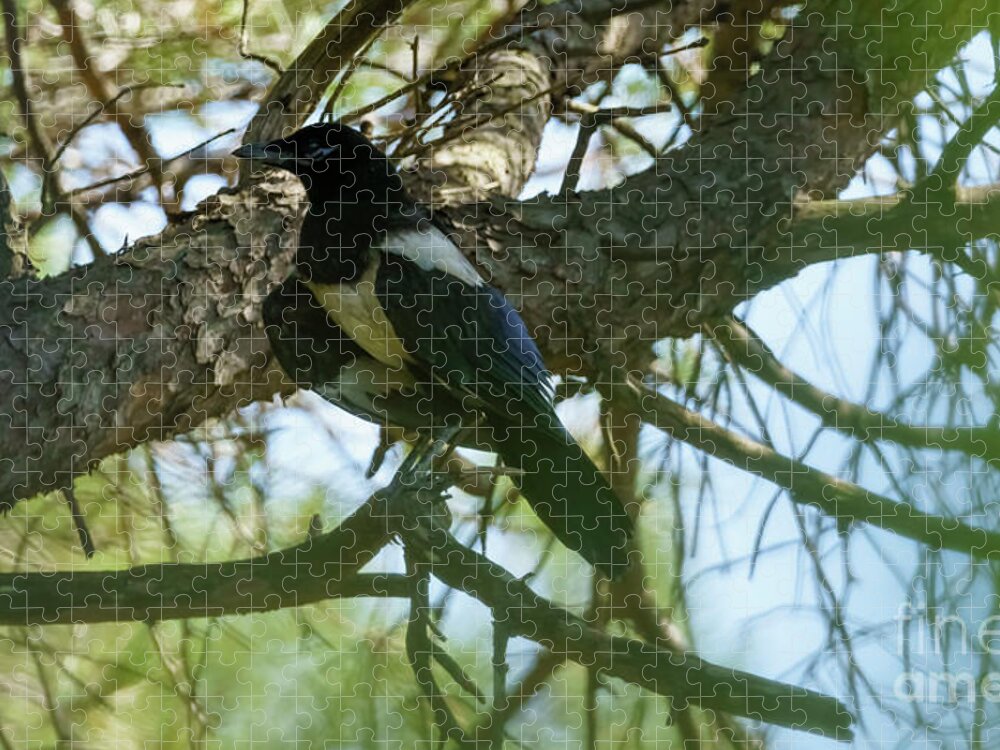 Wildlife Jigsaw Puzzle featuring the photograph Eurasian Magpie birds of the Corvidae Crow Family by Pablo Avanzini