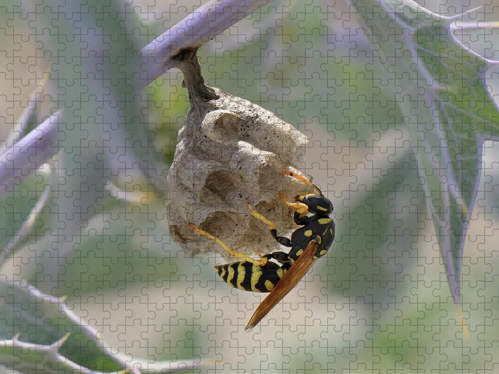 Plant Jigsaw Puzzle featuring the photograph European Paper Wasp Building Its Nest On Sea Holly On A by Nick Upton / Naturepl.com