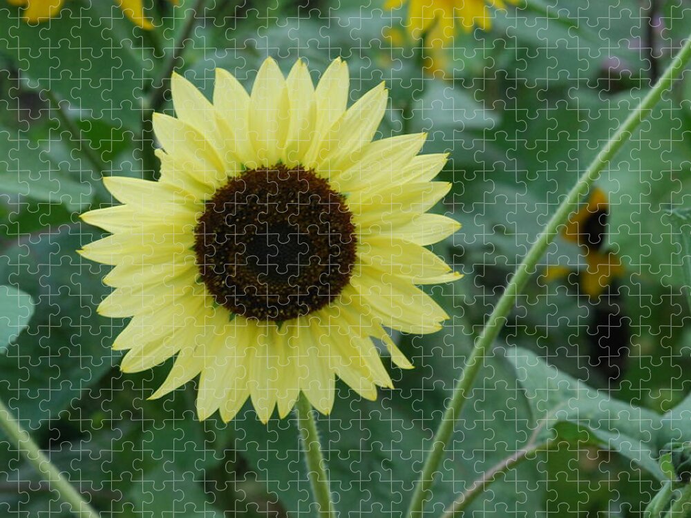 Exclusive Sunflowers Jigsaw Puzzle featuring the photograph Exclusive Sunflower by Ee Photography