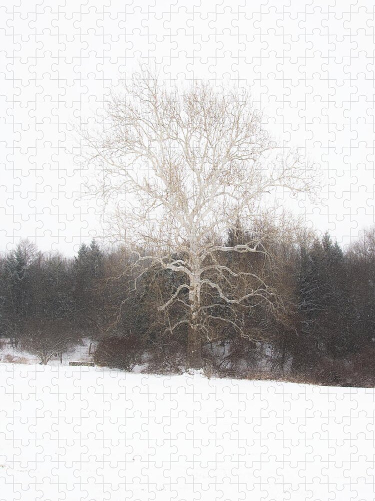 Tree Jigsaw Puzzle featuring the photograph Exposed by Linda Bonaccorsi