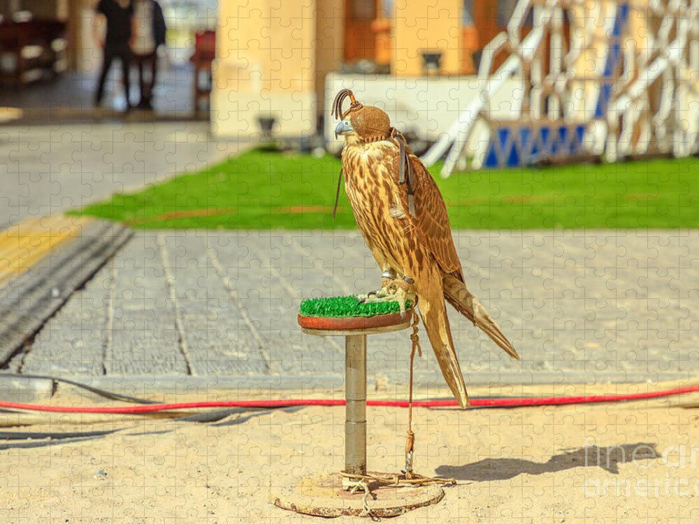 Falcon Jigsaw Puzzle featuring the photograph Falcon at Falcon Souk by Benny Marty
