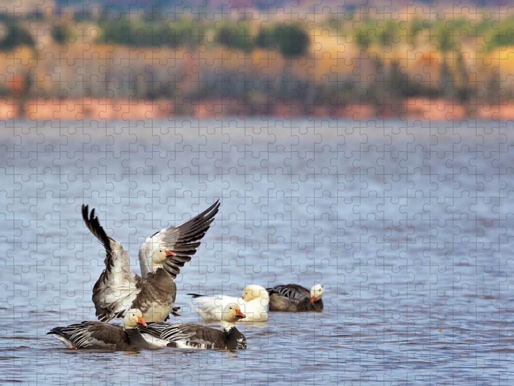 Blue Morph Snow Geese Jigsaw Puzzle featuring the photograph Fall Migration at Whittlesey Creek by Susan Rissi Tregoning