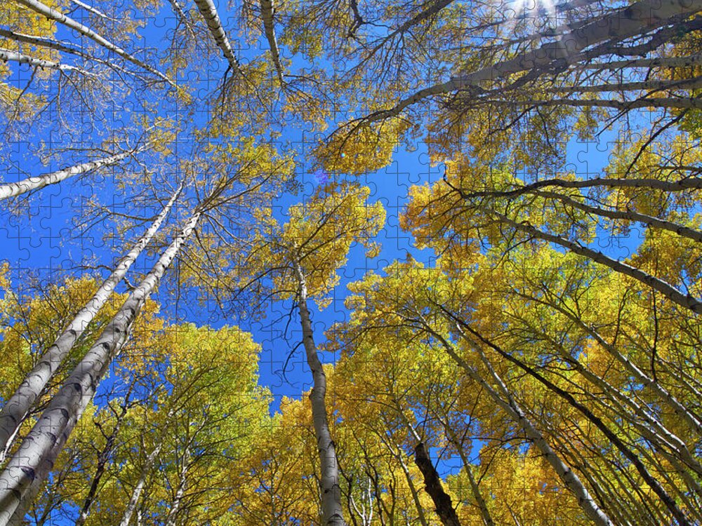 00567563 Jigsaw Puzzle featuring the photograph Fall Quaking Aspen Forest, Kebler Pass, Colorado by Tim Fitzharris