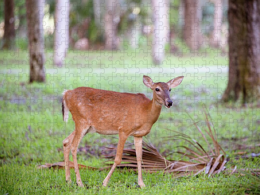 Nature Jigsaw Puzzle featuring the photograph Feeding Deer by Joe Leone