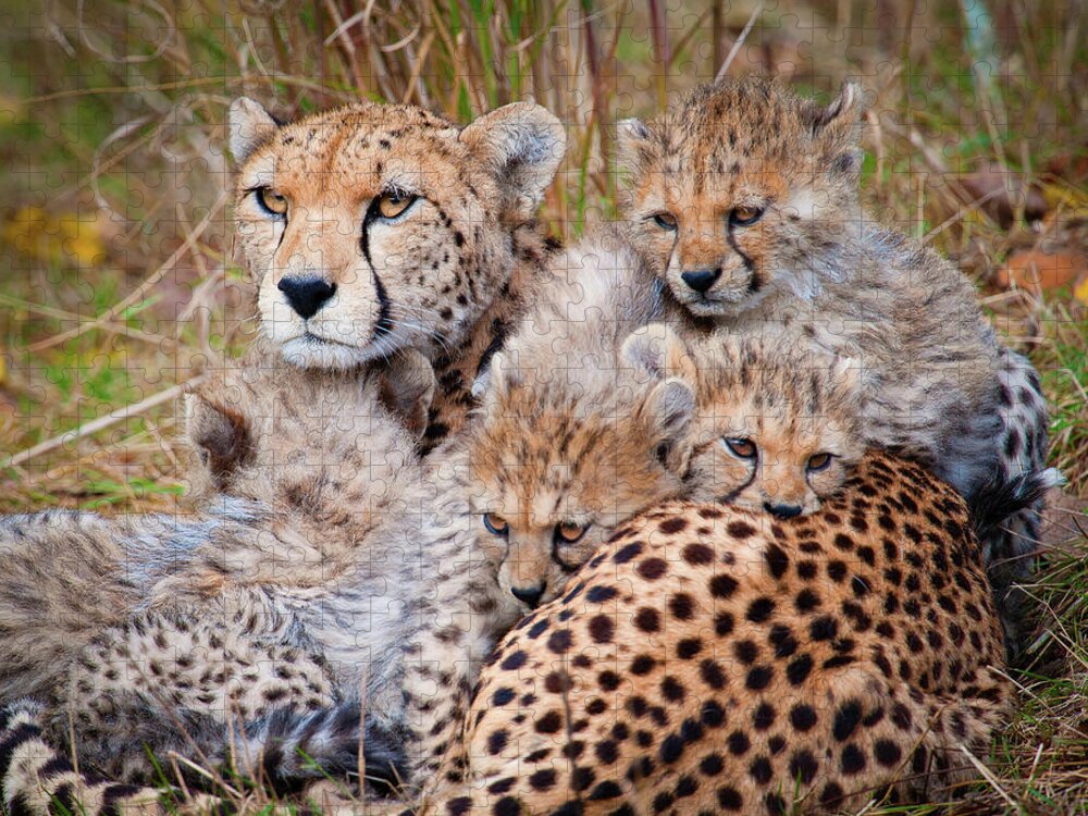 Grass Jigsaw Puzzle featuring the photograph Female Cheetah And Cubs by Colin Carter Photography