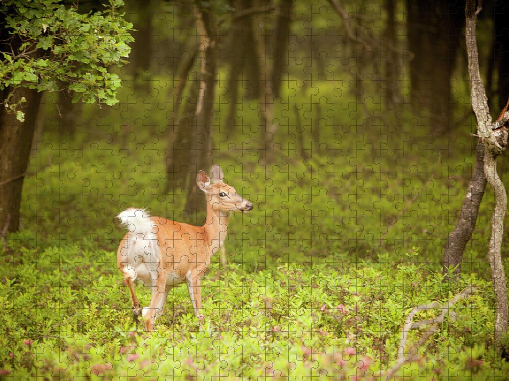 Scenics Jigsaw Puzzle featuring the photograph Female Deer In The Forest by Alex Potemkin