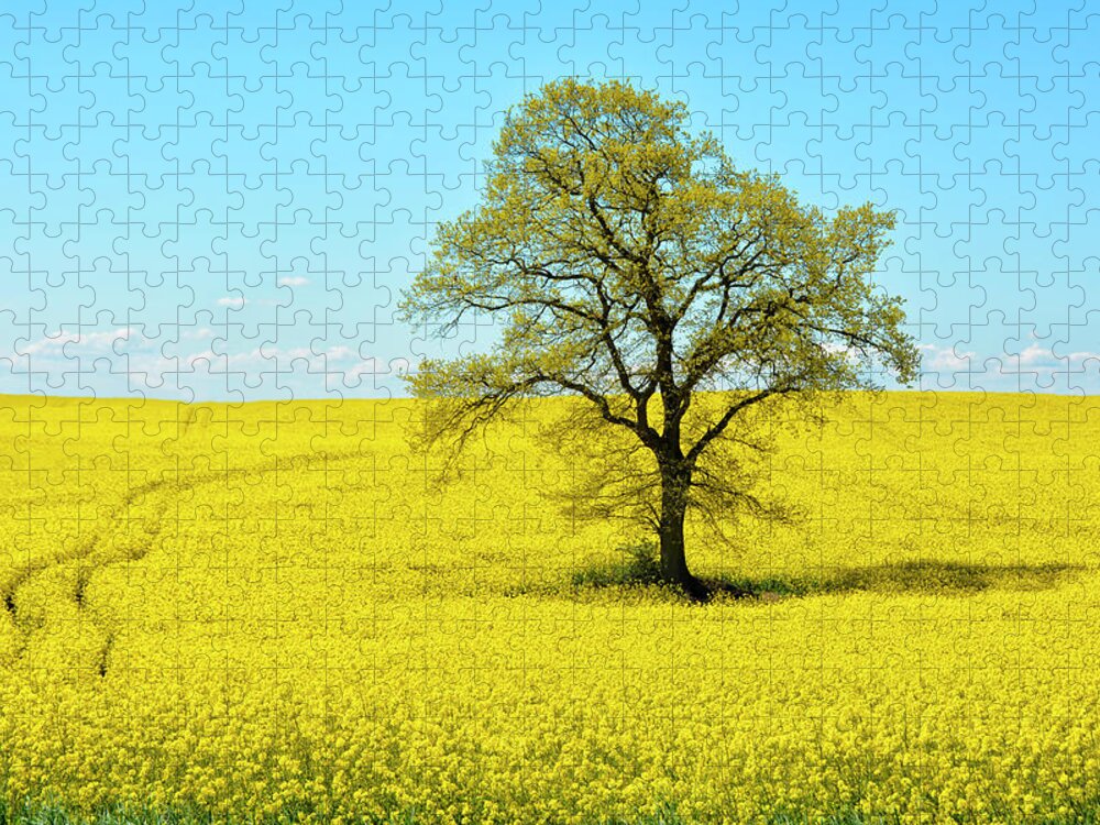 Landscape Jigsaw Puzzle featuring the photograph Field Of Bright Yellow Rape by Joachim G Pinkawa