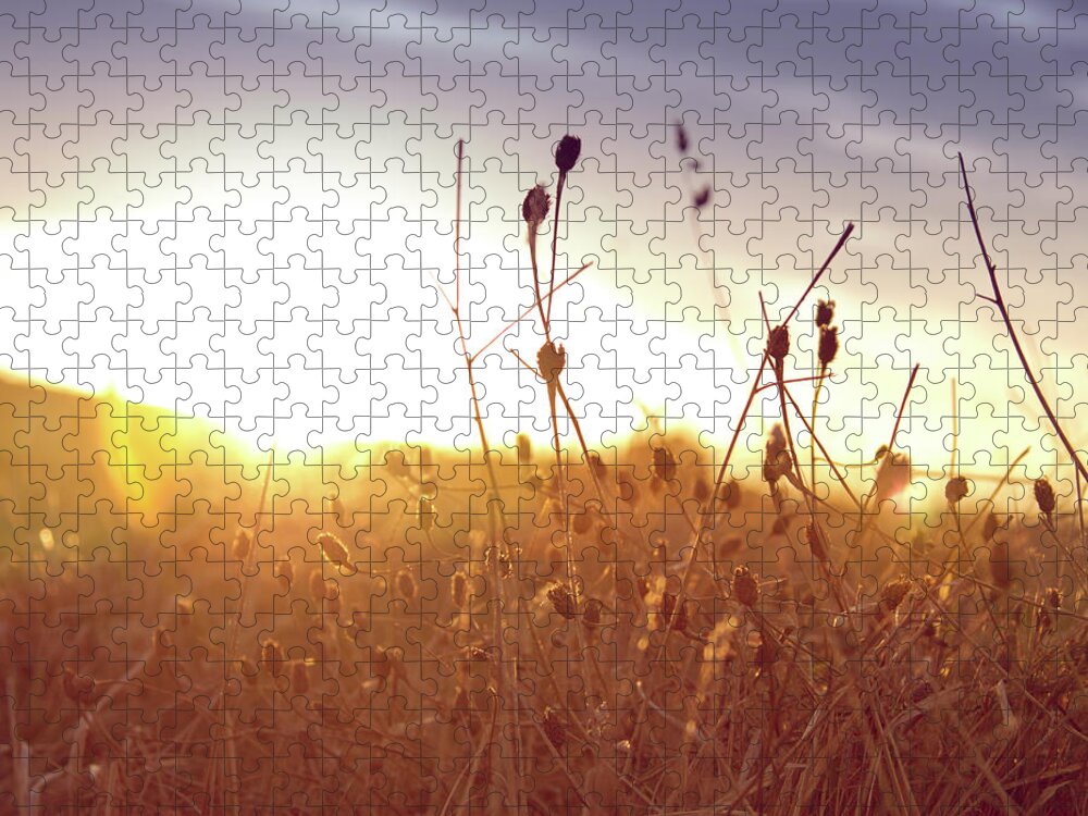 Grass Jigsaw Puzzle featuring the photograph Field Of Dry Grass At Sunset by Fran Velasco