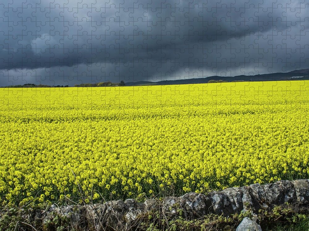 Scotland Jigsaw Puzzle featuring the photograph Field Of Rapeseed by Guy Heitmann / Design Pics