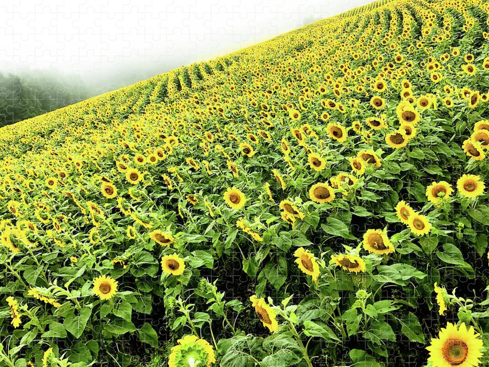 Sunflowers Jigsaw Puzzle featuring the photograph Fields of Yellow by Shane Kelly