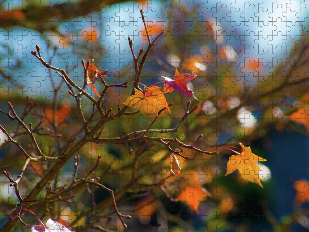 Fall Leaves Jigsaw Puzzle featuring the photograph Fiery Autumn by Bonnie Bruno