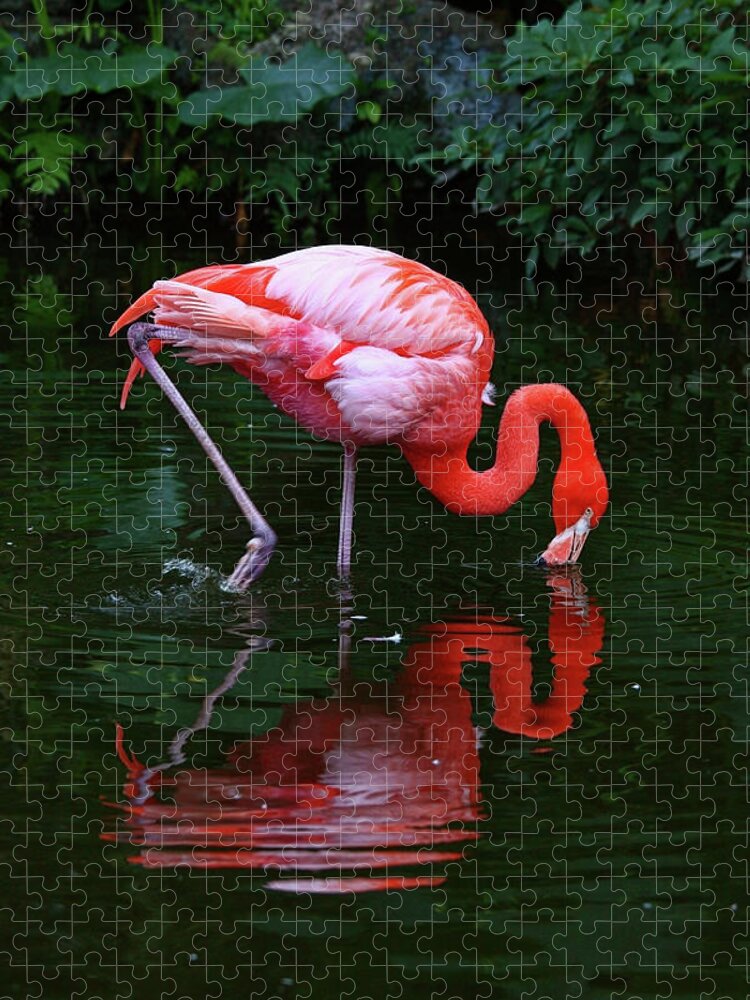 Davie Jigsaw Puzzle featuring the photograph Filter-feeding by Photo By Claudia Domenig