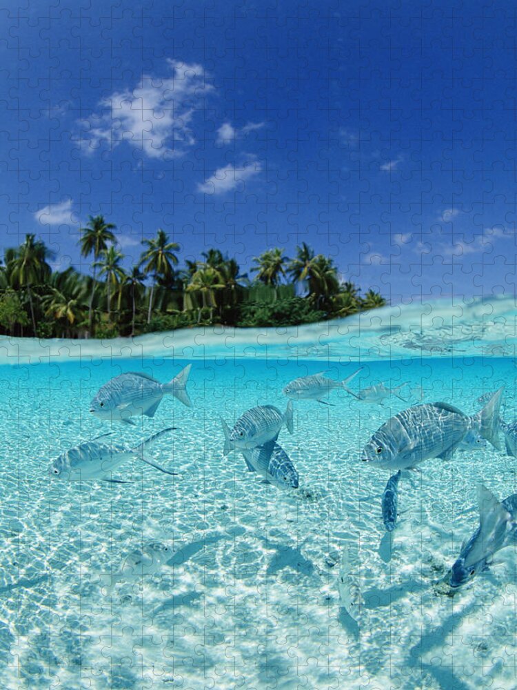Food And Drink Jigsaw Puzzle featuring the photograph Fishes In The Sea by Imagenavi