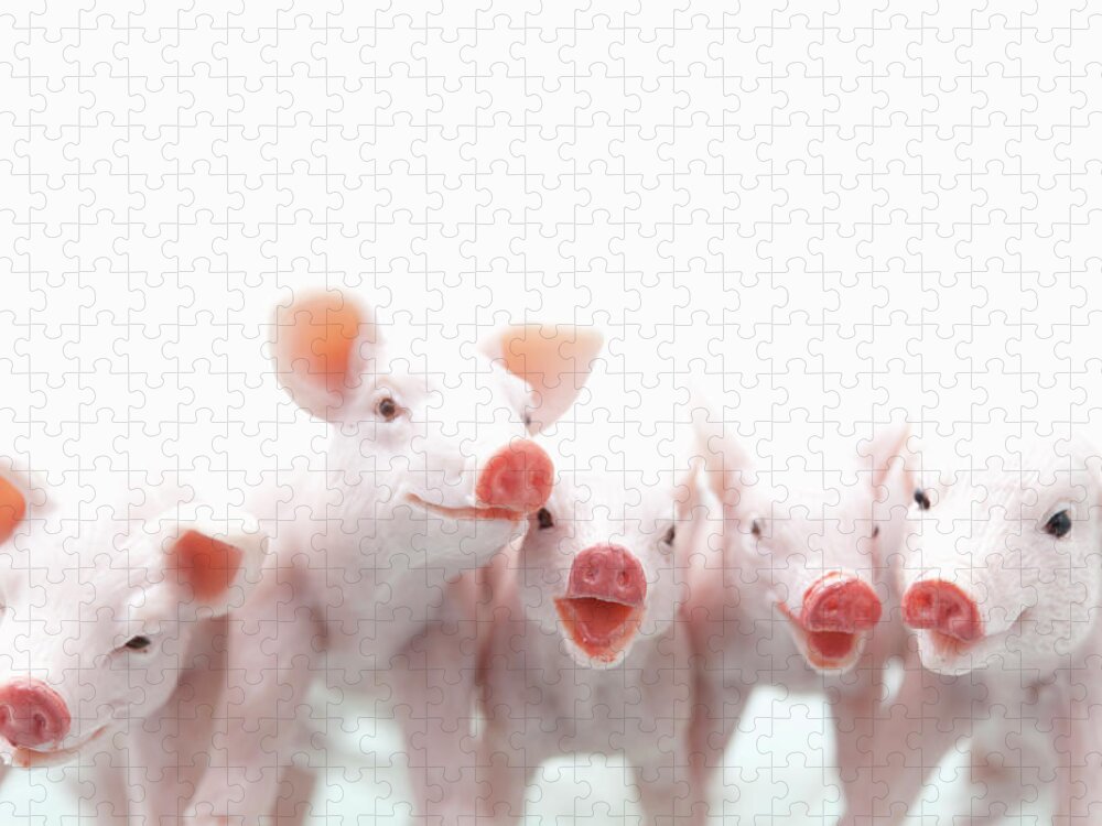 Pig Jigsaw Puzzle featuring the photograph Five Toy Pigs Are Annoying by Yasuhide Fumoto