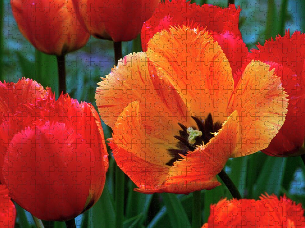 Orange Color Jigsaw Puzzle featuring the photograph Flaming Parrot Tulips In Bloom by Charles Benes