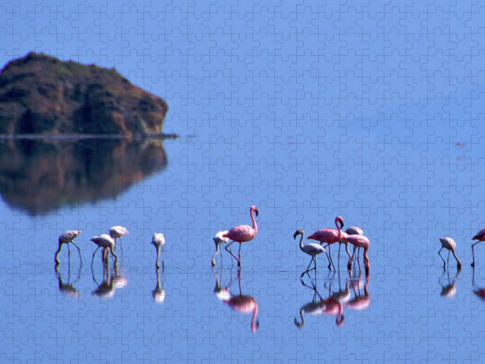 Tanzania Jigsaw Puzzle featuring the photograph Flamingos On Blue Lake Natron by Peter Stanley / Www.photopoa.com
