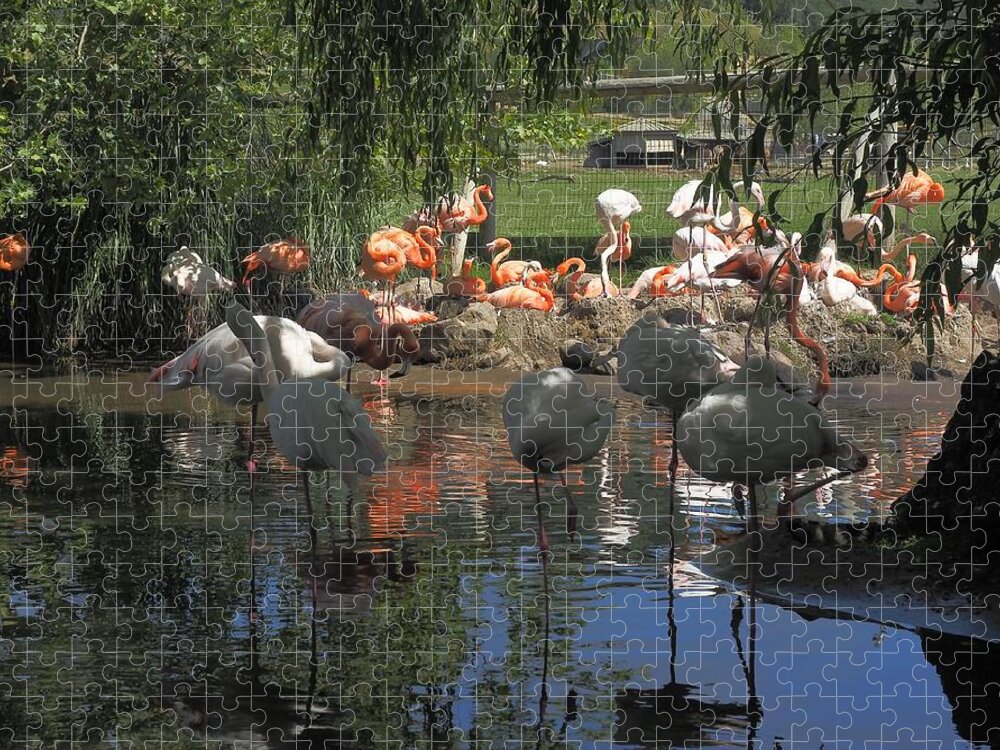 Wildlife Jigsaw Puzzle featuring the photograph Flamingos on the Pond by Richard Thomas